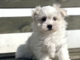 Baby Face Maltese 0 Numara Yavrular