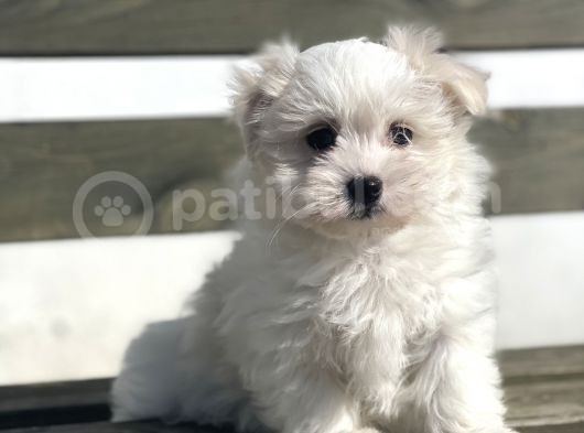 Baby Face Maltese 0 Numara Yavrular görsel