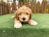 Show Kalite Maltipoo Bebekler