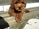Red Brawn Toy Poodle Bebekler