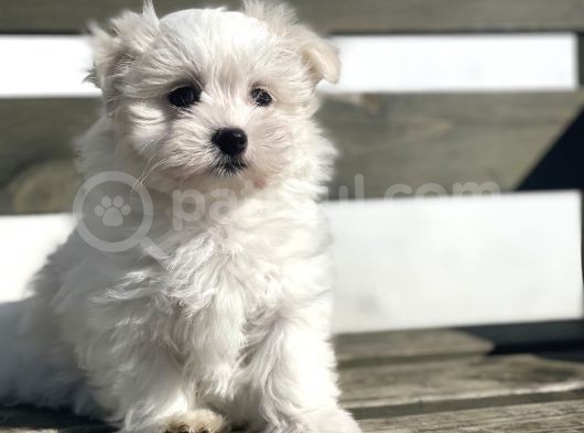 Baby Face Maltese 0 Numara Yavrular