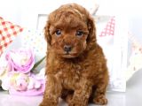 Irk Ve Sağlık Garantili Toy Poodle Yavrulari