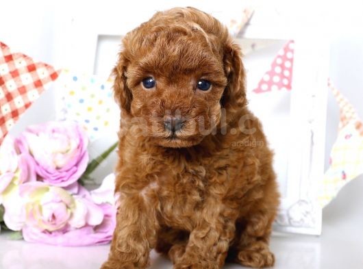 Irk Ve Sağlık Garantili Toy Poodle Yavrulari görsel