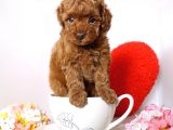 Irk Ve Sağlık Garantili Toy Poodle Yavrulari