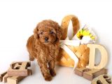 Irk Ve Sağlık Garantili Toy Poodle Yavrulari