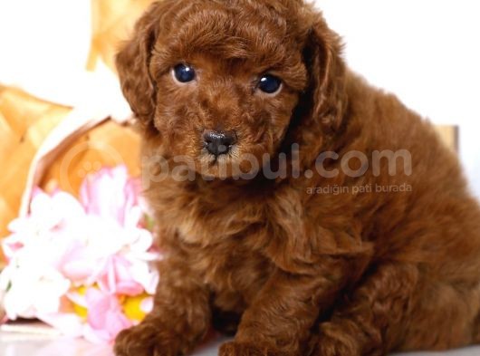 Irk Ve Sağlık Garantili Toy Poodle Yavrulari görsel