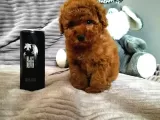 Orjinal Toy Boyut Poodle Yavrularimiz