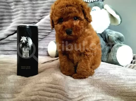 Orjinal Toy Boyut Poodle Yavrularimiz