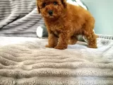 Orjinal Toy Boyut Poodle Yavrularimiz