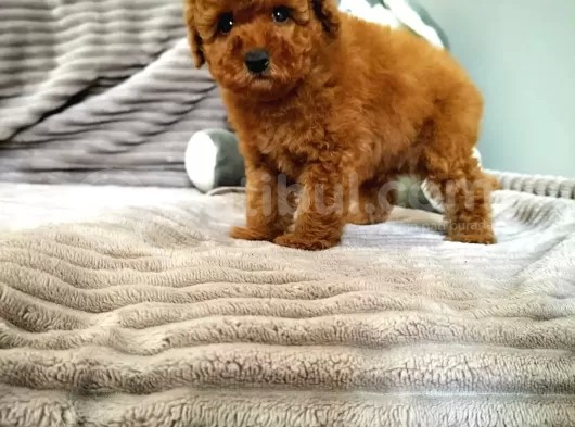Orjinal Toy Boyut Poodle Yavrularimiz görsel