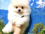 Teddy Bear Safkan Pomeranian Boo Yavrularımız