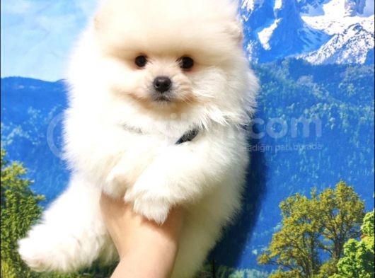 Teddy Bear Safkan Pomeranian Boo Yavrularımız görsel