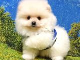 Teddy Bear Safkan Pomeranian Boo Yavrularımız