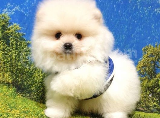 Teddy Bear Safkan Pomeranian Boo Yavrularımız görsel
