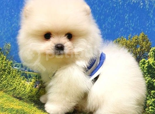 Teddy Bear Safkan Pomeranian Boo Yavrularımız görsel