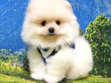 Teddy Bear Safkan Pomeranian Boo Yavrularımız
