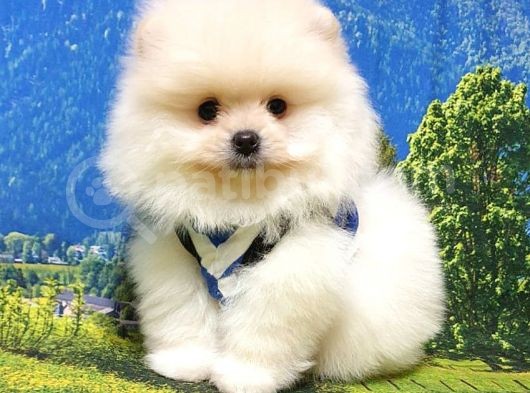 Teddy Bear Safkan Pomeranian Boo Yavrularımız