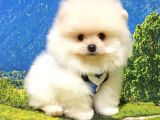 Teddy Bear Safkan Pomeranian Boo Yavrularımız
