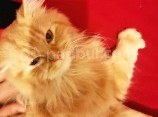 1 Yaşında Chincilla görsel