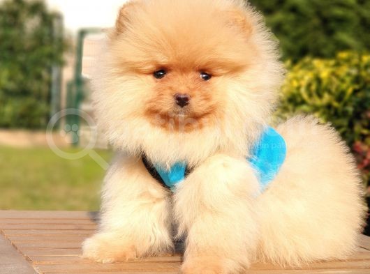 Teddy Bear Safkan Pomeranian Boo Yavrularımız görsel