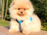 Teddy Bear Safkan Pomeranian Boo Yavrularımız