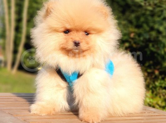 Teddy Bear Safkan Pomeranian Boo Yavrularımız görsel
