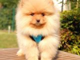 Teddy Bear Safkan Pomeranian Boo Yavrularımız