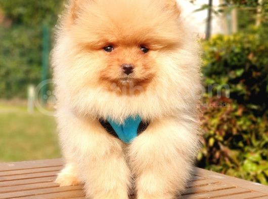 Teddy Bear Safkan Pomeranian Boo Yavrularımız görsel