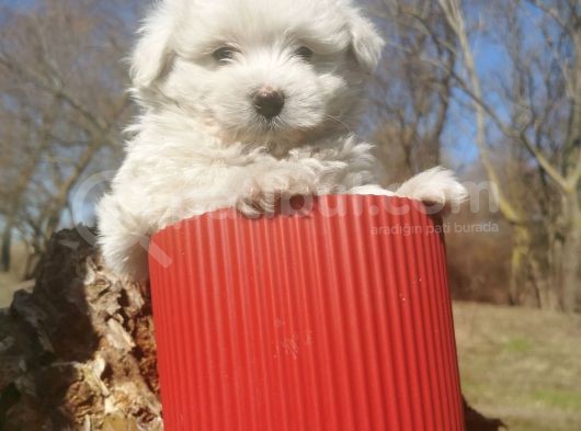 Küçük Maltipoo Bebeklerim görsel