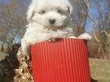 Küçük Maltipoo Bebeklerim