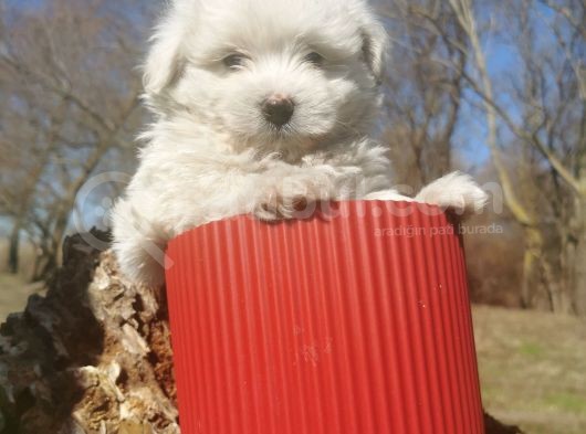 Küçük Maltipoo Bebeklerim görsel