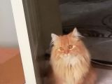 1 Yaşında Chincilla