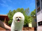 Yavru Patiler Farkı ile Pomeranian Bo Yavrularımız