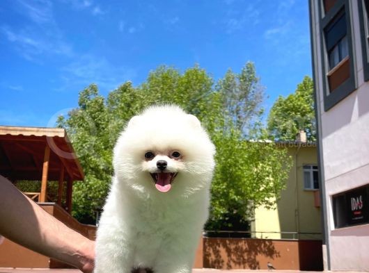 Yavru Patiler Farkı Ile Pomeranian Bo Yavrularımız
