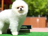Yavru Patiler Farkı Ile Pomeranian Bo Yavrularımız