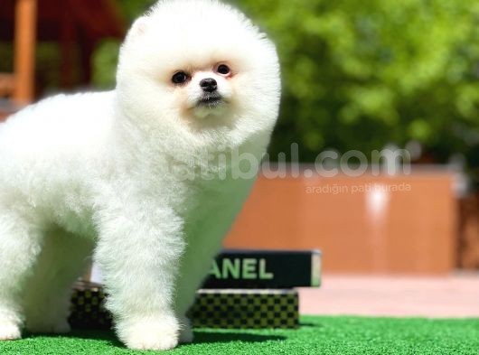 Yavru Patiler Farkı Ile Pomeranian Bo Yavrularımız görsel