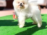 Ayı Surat Pomeranian Boo Yavrularımız