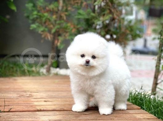 Irk Ve Sağlık Garantili Pomeranian Boo Yavrularımız