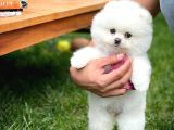 Irk Ve Sağlık Garantili Pomeranian Boo Yavrularımız