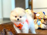 AA Kalite Safkan  Pomeranian Oğlumuz