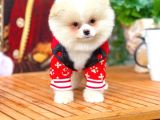 Ayı Surat Pomeranian Boo Yavrularımız