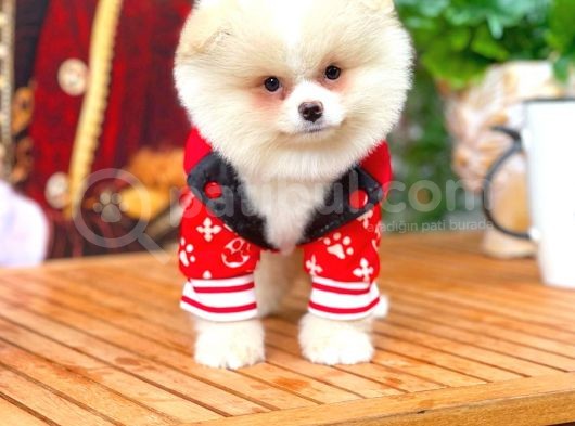Ayı Surat Pomeranian Boo Yavrularımız görsel