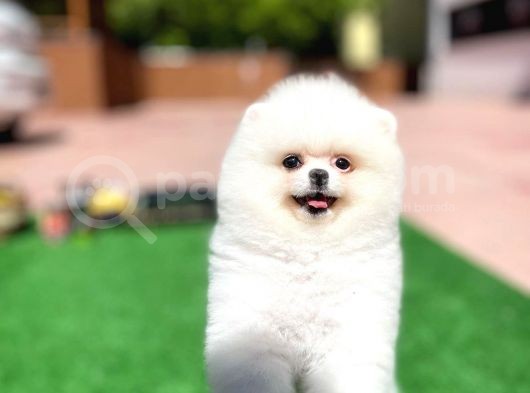 Yavru Patiler Farkı Ile Pomeranian Bo Yavrularımız görsel