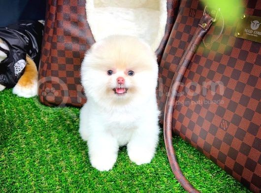 Ayı Surat Pomeranian Boo Yavrularımız görsel