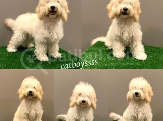 7 Aylık Dişi Apricot Poodle Yavrumuz görsel