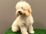 7 Aylık Dişi Apricot Poodle Yavrumuz