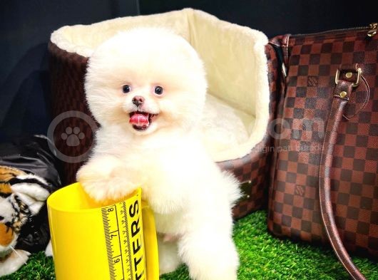 Ayı Surat Pomeranian Boo Yavrularımız