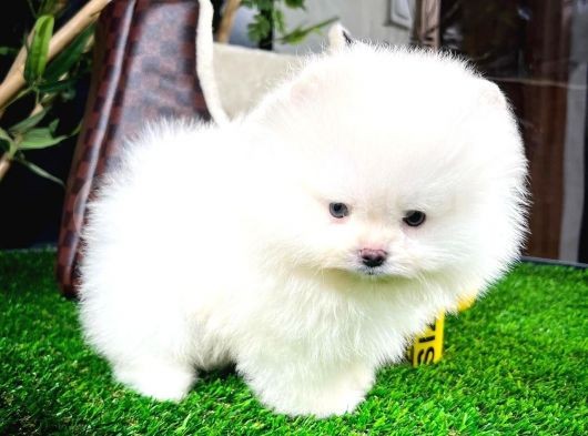 Ayı Surat Pomeranian Boo Yavrularımız görsel