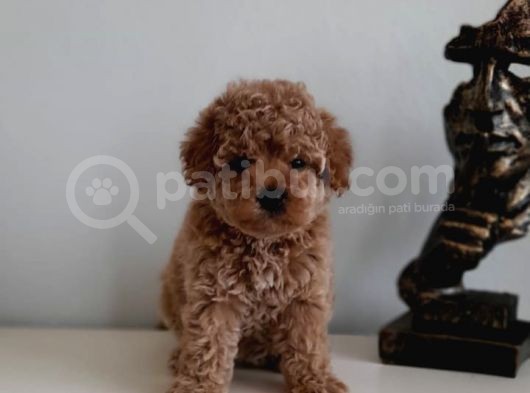Çok Özel Renkli Dişi Red Toy Poodle Yavrumuz