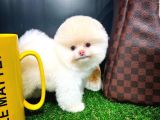 Ayı Surat Pomeranian Boo Yavrularımız